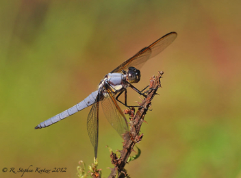 Libellula flavida, male